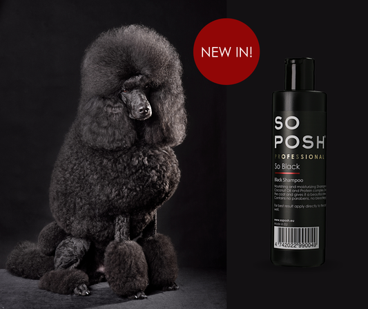 SO BLACK SHAMPOO
