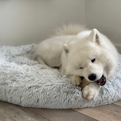 Luxuriöses Donut-Hundebett mit Reißverschluss und abnehmbarem Bezug von CBK in Frozen White 
