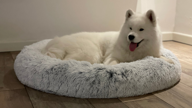 Luxuriöses Donut-Hundebett mit Reißverschluss und abnehmbarem Bezug von CBK in Frozen White 
